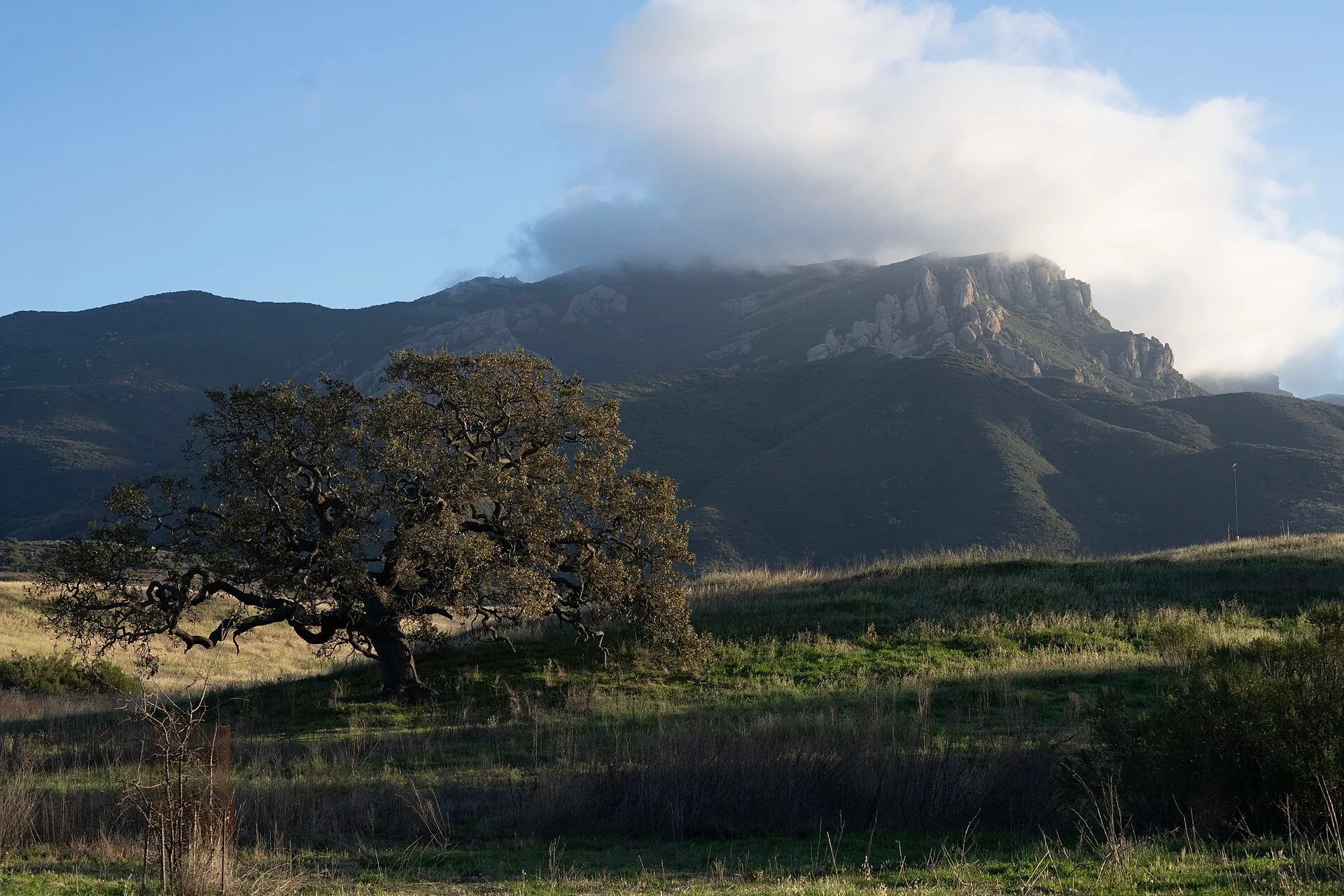 The rocky Boney Mountain escarpment wrapped in cloud behind a valley oak
